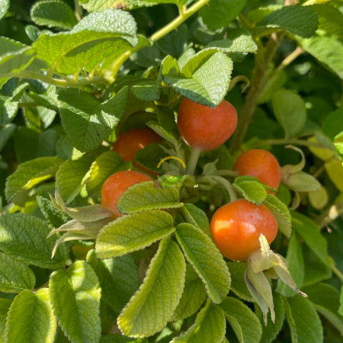 10 Adet Kuşburnu Fidanı Paketi (Rosa Rugosa)