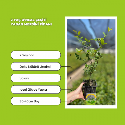 10 Adet O’neal Çeşiti Yaban Mersini Fidanı Paketi