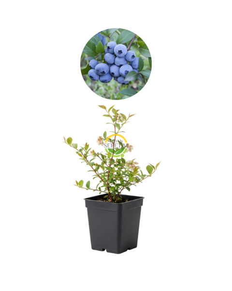 10 Adet Sweetheart Çeşiti Yaban Mersini Fidanı Paketi