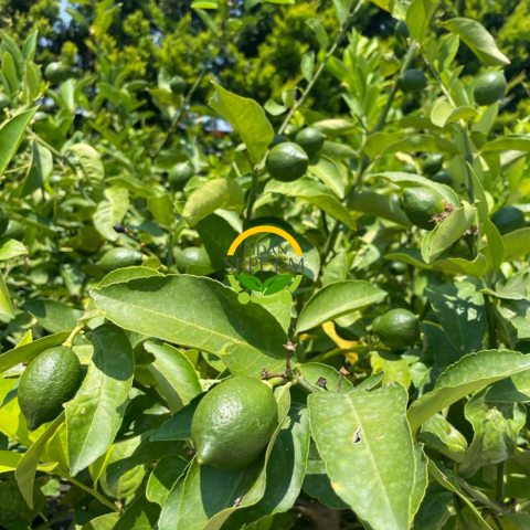 10 Yaş Aşılı 7 Veren Limon Ağacı * ÜZERİ BOL ÇİÇEKLİ*