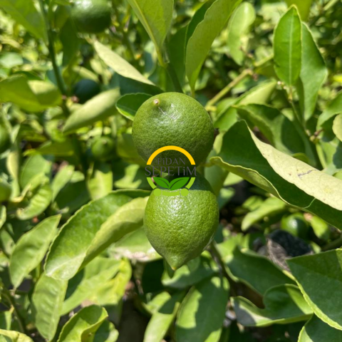 10 Yaş Aşılı 7 Veren Limon Ağacı * ÜZERİ BOL ÇİÇEKLİ*