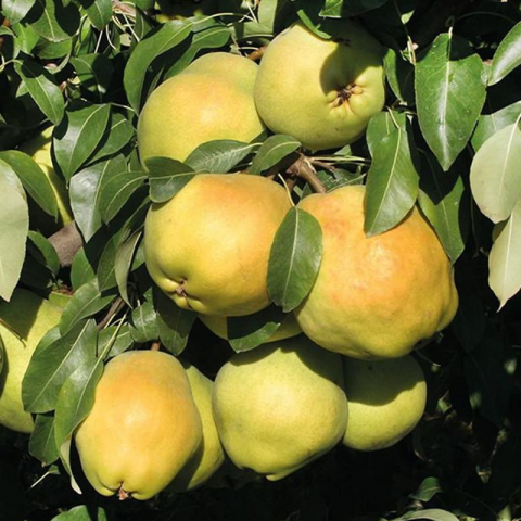 10 Yaş Aşılı Deveci Armut Fidanı