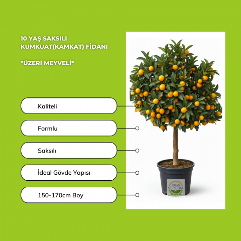 10 Yaş Aşılı Kumkuat(Kamkat) Ağacı