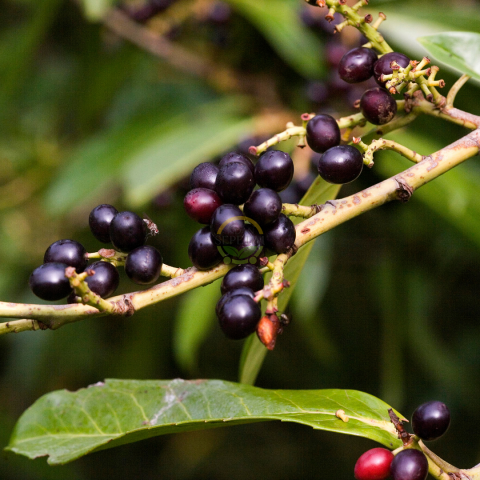 10 Yaş Karayemiş Fidanı(Laz Yemişi) -Çok Dallı-