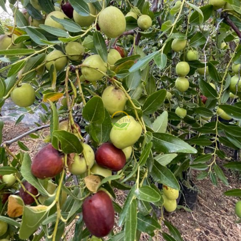 10 Yaş Ufak Meyveli Hünnap Fidanı 'Rootball'