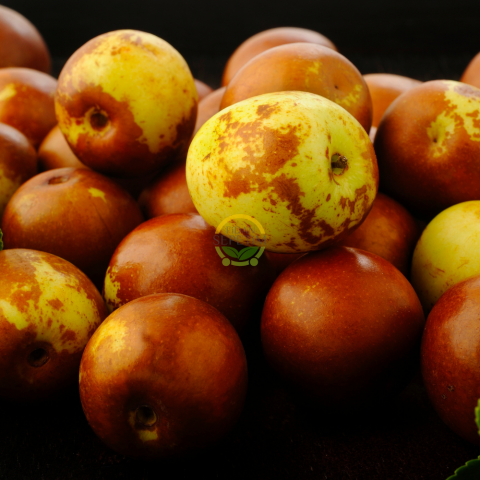 10 Yaş Ufak Meyveli Hünnap Fidanı