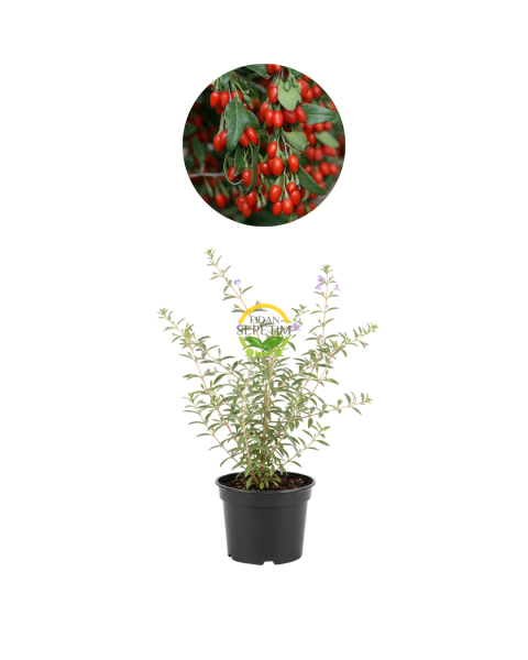10 adet Goji Berry Fidanı (Kurt Üzümü)