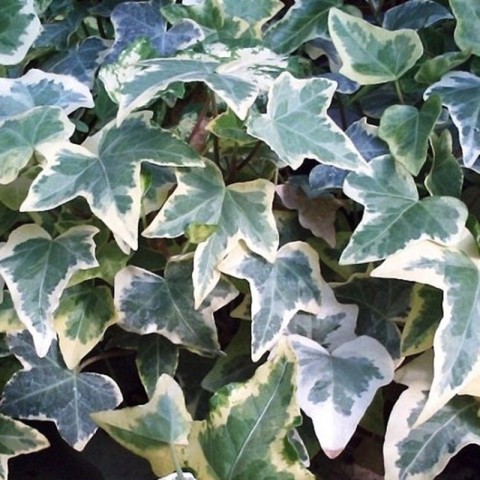 10 adet Hedera Helix Orman Duvar Sarmaşığı Fidanı Paketi (Alaca)