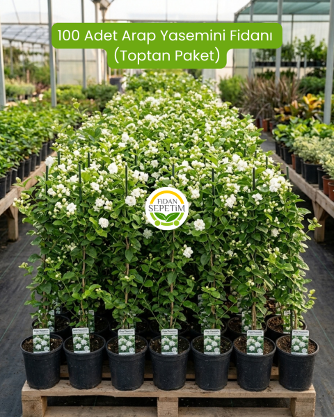 100 Adet Arap Yasemini Fidanı (Toptan Paket)