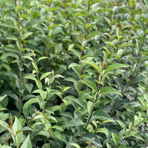 100 Adet Ligustrum Japonica Lüküstürüm Fidanı 30-40cm
