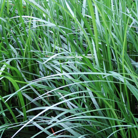100 adet Osmanlı çimi ( Ophiopogon japonicum )