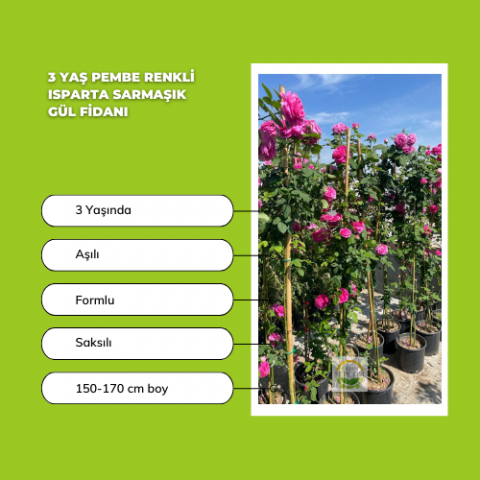 2 Adet 3 Yaş Pembe Renkli Isparta Sarmaşık Gül Fidanı Paketi