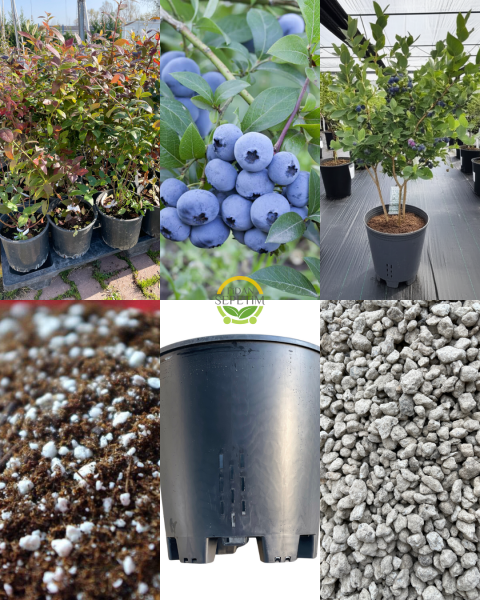 2 Adet Sweetheart Çeşiti Yaban Mersini Fidanı ve Yetiştirme Kiti