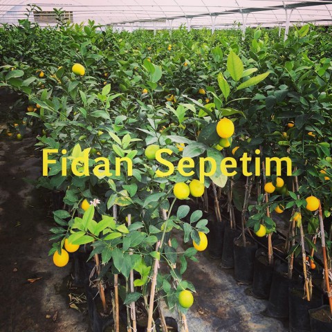 2 Adet Yediveren Mayer Limon Fidanı Paketi **MEYVE VERME YAŞINDA*