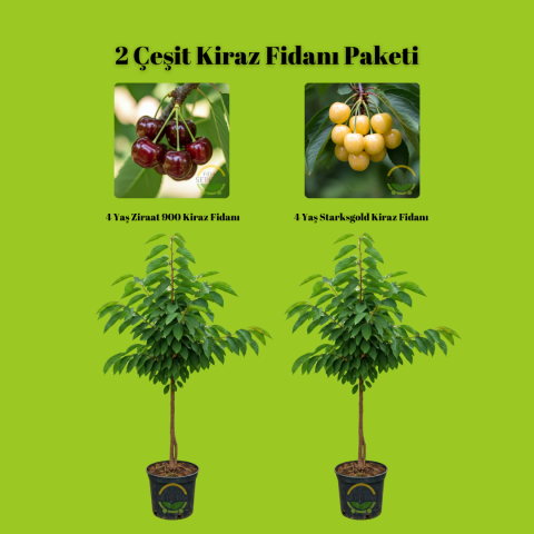 2 Çeşit Kiraz Fidanı Paketi