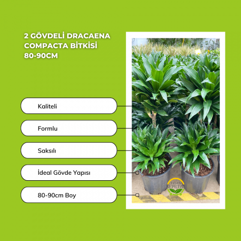 2 Gövdeli Dracaena Compacta Bitkisi 80-90cm