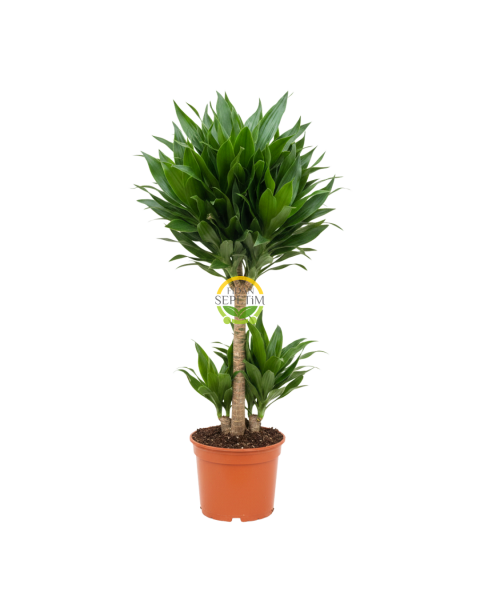 2 Gövdeli Dracaena Compacta Bitkisi 80-90cm