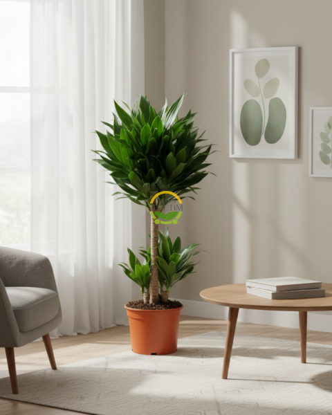 2 Gövdeli Dracaena Compacta Bitkisi 80-90cm