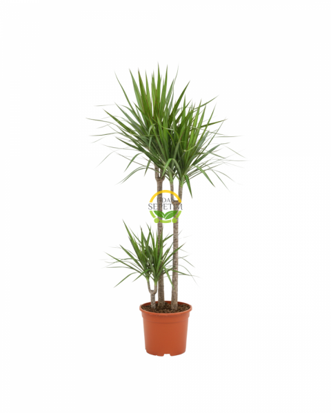 2 Gövdeli Dracaena Marginata Çiçeği 120-140cm