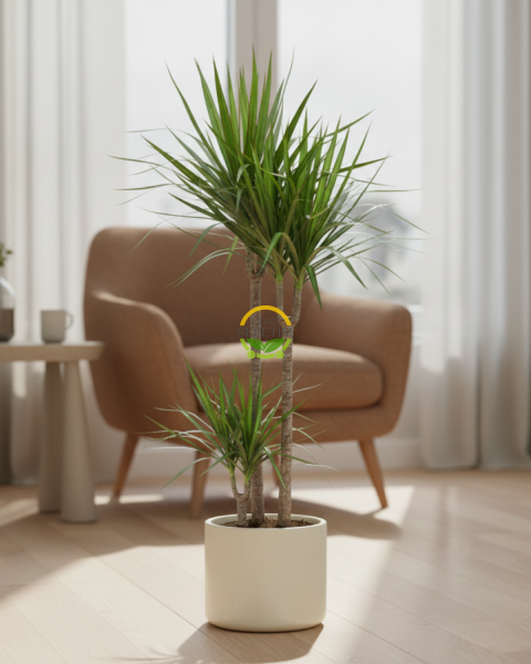 2 Gövdeli Dracaena Marginata Çiçeği 120-140cm
