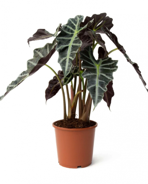 Fil Kulağı 30-40cm (Melek Kanadı - Alocasia Amazonica Polly)