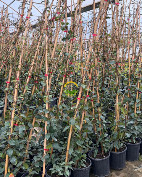 2 Yaş Arap Yasemini Fidanı 170-200cm XL Boy