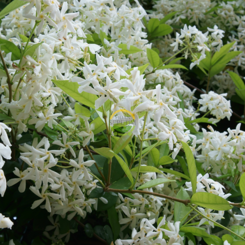 2 Yaş Arap Yasemini Fidanı