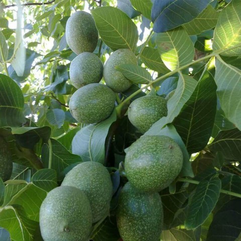 2 Yaş Aşılı Franquette Ceviz Fidanı