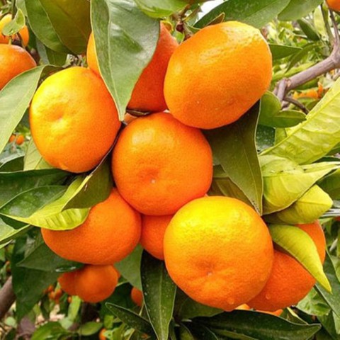 2 Yaş Aşılı Satsuma Mandalina Fidanı