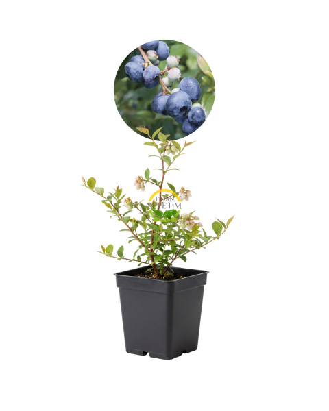 2 Yaş BlueGold Çeşiti Yaban Mersini Fidanı