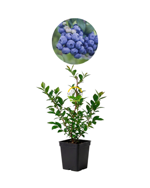 2 Yaş Bluecrop Çeşiti Yaban Mersini Fidanı