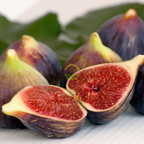 2 Yaş Bursa Dürdane İncir Fidanı