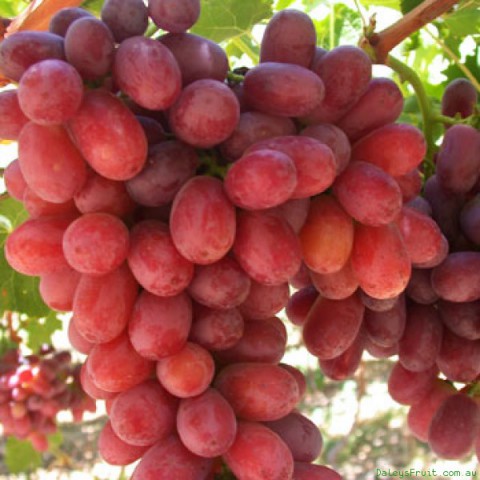 2 Yaş Crimson Seedles Üzüm Fidanı