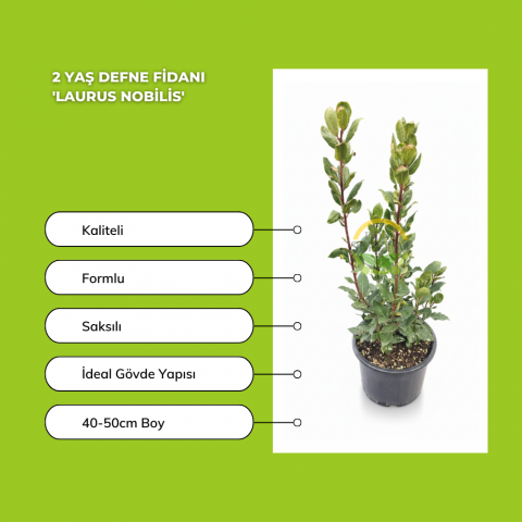 2 Yaş Defne Fidanı 'Laurus nobilis'