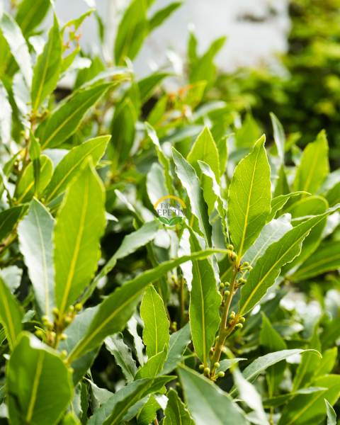 2 Yaş Defne Fidanı 'Laurus nobilis'