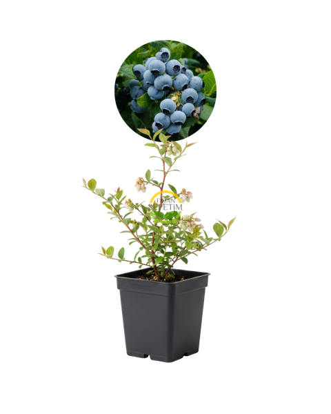 2 Yaş Duke Çeşiti Yaban Mersini Fidanı