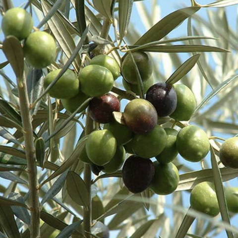 2 Yaş Edremit Zeytin Fidanı
