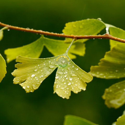 2 Yaş Ginkgo biloba Mabet Ağacı Fidanı