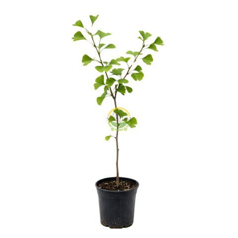 2 Yaş Ginkgo biloba Mabet Ağacı Fidanı