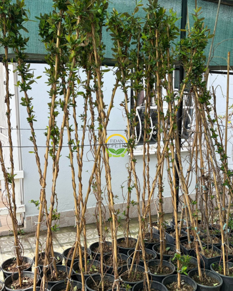 2 Yaş Hanımeli Fidanı 170-200cm XL Boy