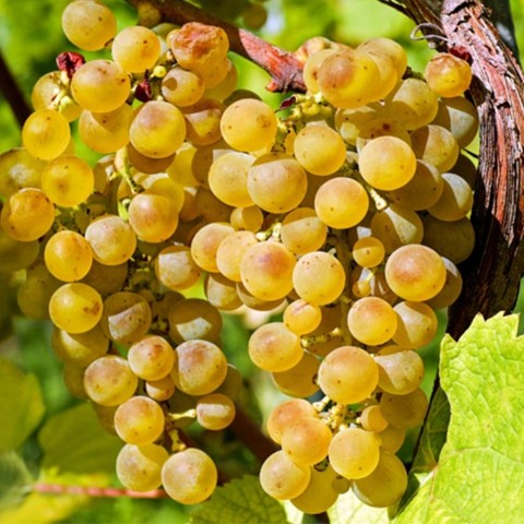 2 Yaş Kınalı Yapıncak Üzüm Fidanı