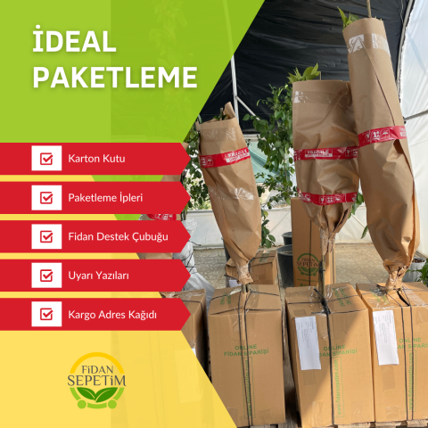 2 Yaş Kocayemiş (Dağ Çileği) Fidanı