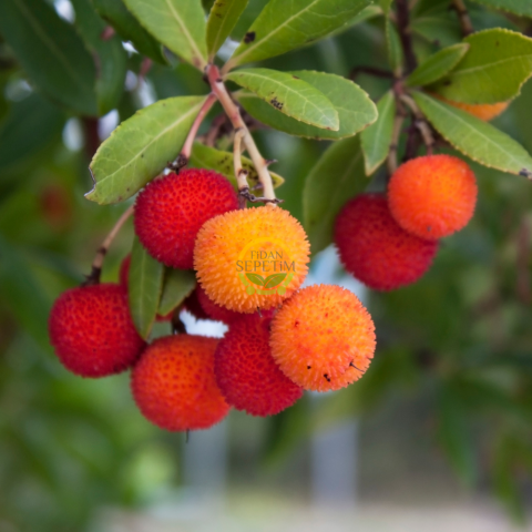 2 Yaş Kocayemiş (Dağ Çileği) Fidanı