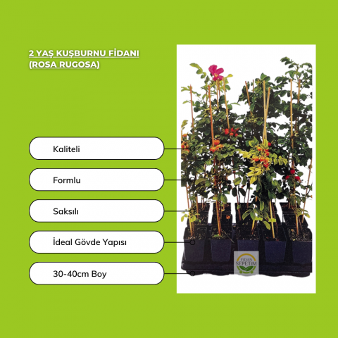 2 Yaş Kuşburnu Fidanı (Rosa Rugosa)