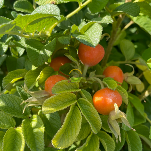 2 Yaş Kuşburnu Fidanı (Rosa Rugosa)