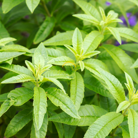 2 Yaş Limon Melisa Fidanı 'Aloysia triphylla Citriodora'