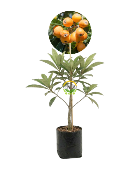 2 Yaş Malta Erik Fidanı (Yeni Dünya)