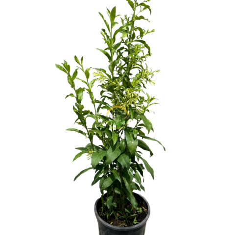 2 Yaş Melisa Fidanı - Gece Kokulu Parfüm Çiçeği 'Cestrum Nocturnum'
