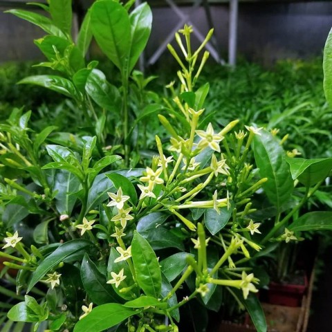 2 Yaş Melisa Fidanı - Gece Kokulu Parfüm Çiçeği 'Cestrum Nocturnum'