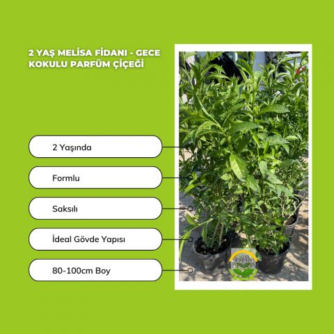 2 Yaş Melisa Fidanı - Gece Kokulu Parfüm Çiçeği 'Cestrum Nocturnum'